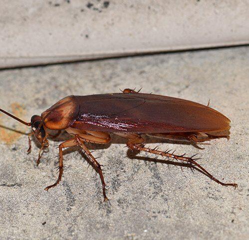 roach control near me