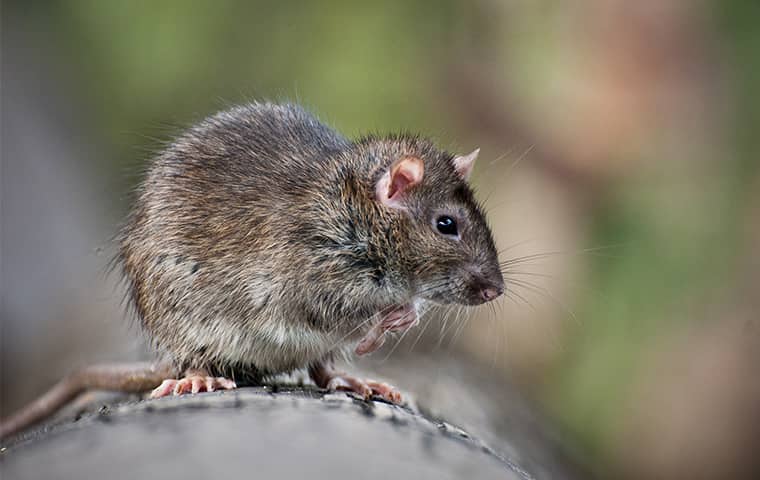 Rodents Control Kingwood TX