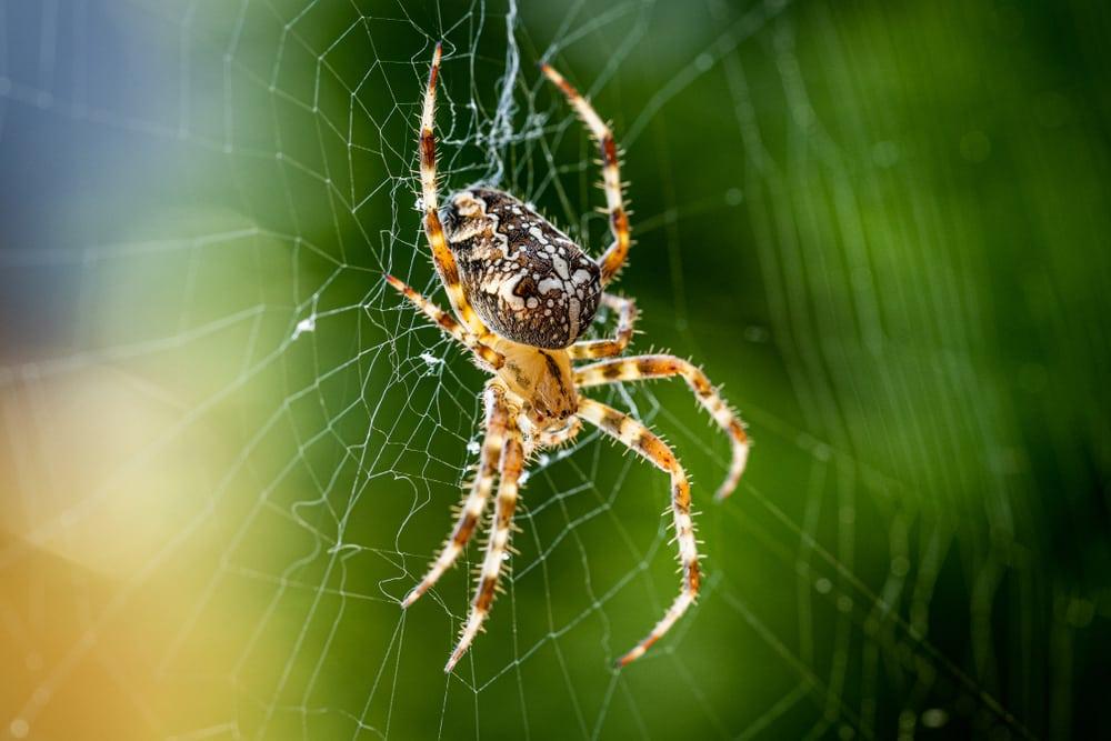 Spider Control Atascocita TX