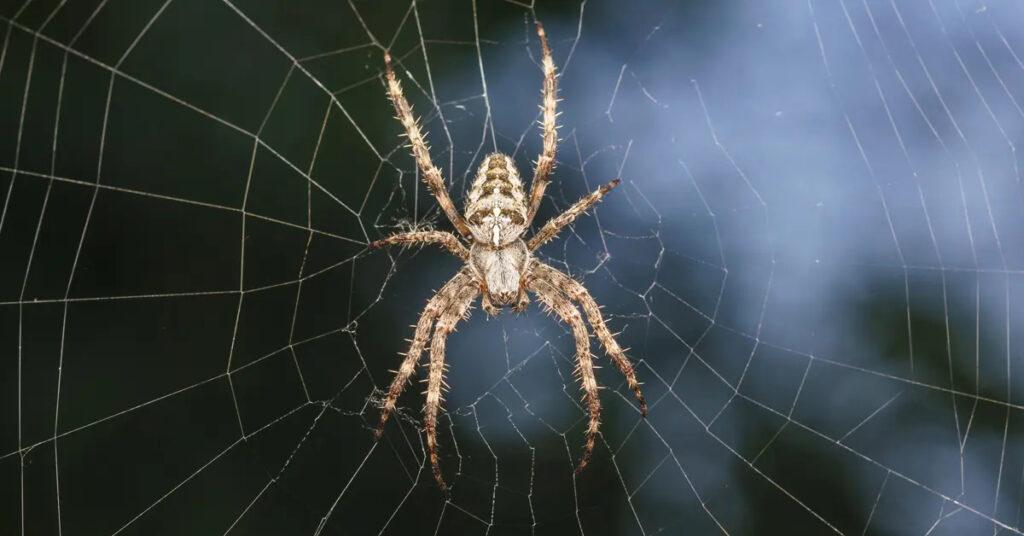 Spider Control Cleveland TX