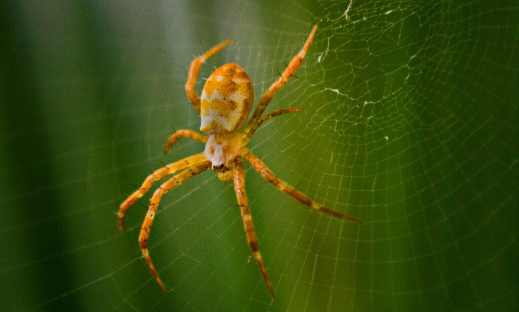 Spider Control Coldspring TX.