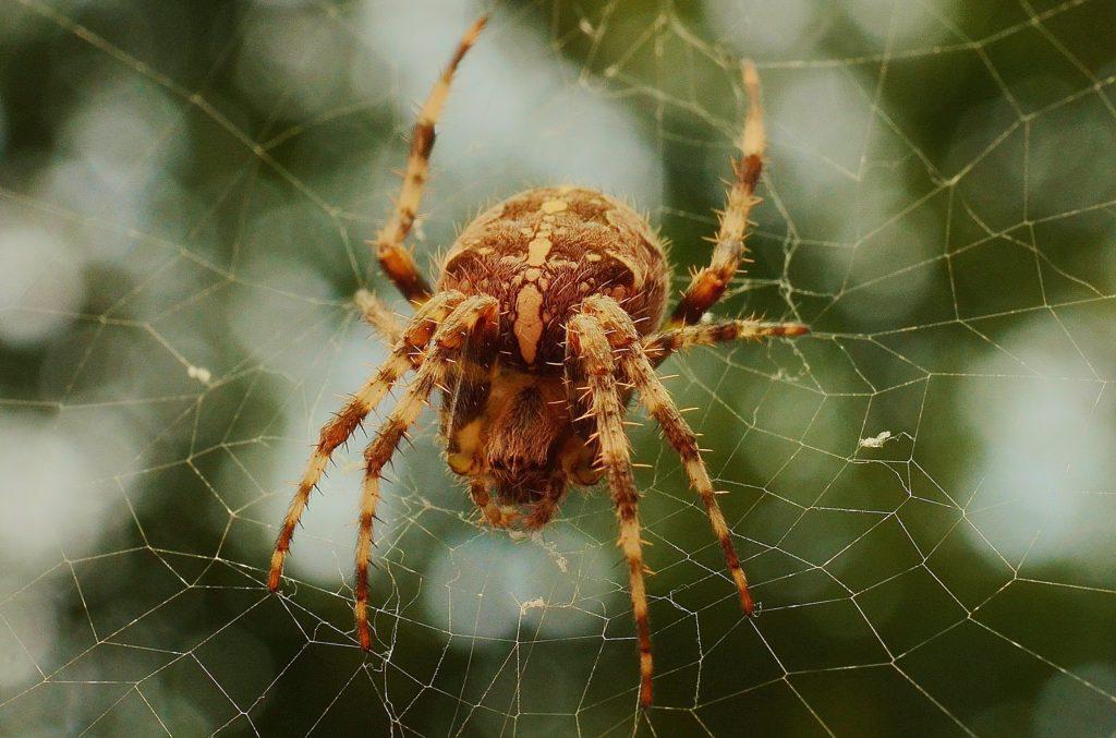 Spider Control Huffman TX