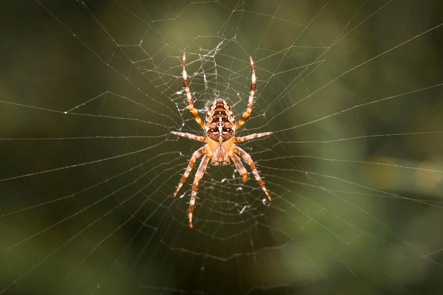 Spider Control Livingston TX