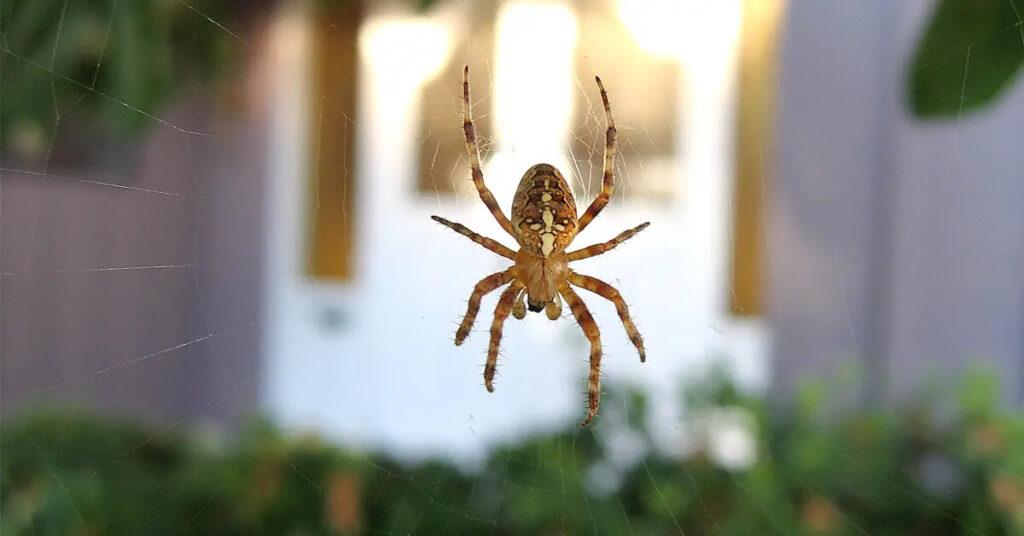 Spider Control Montgomery TX