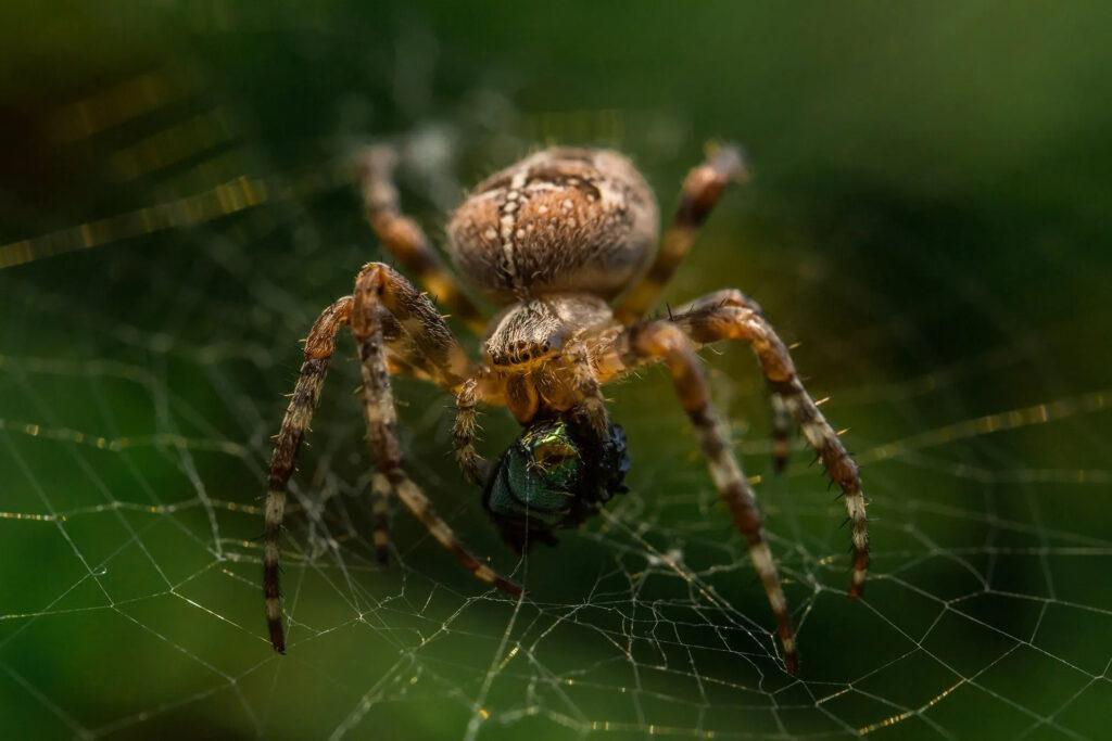 Spider Control Porter TX