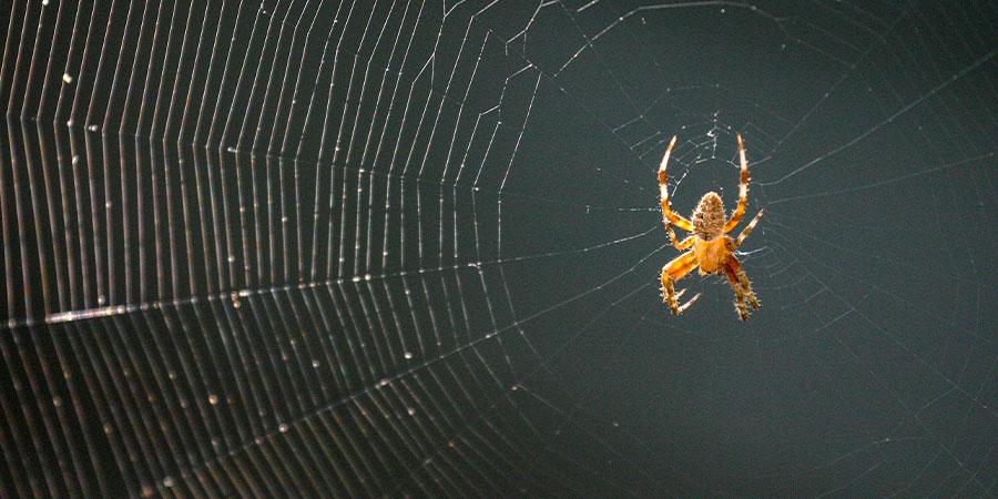 Spider Control Splendora TX