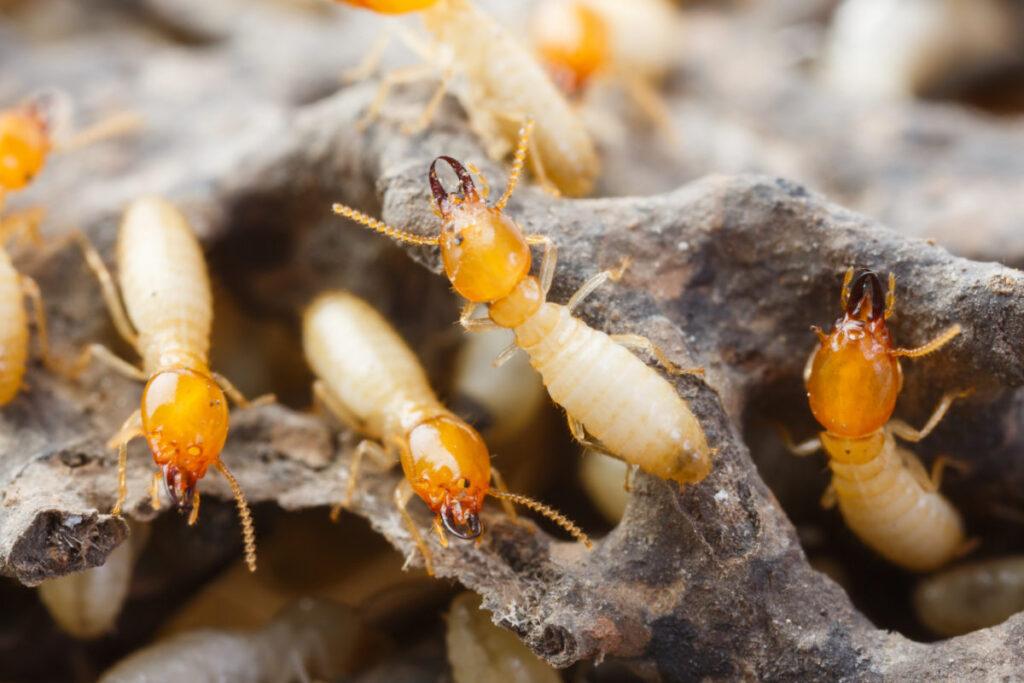 Termites Control Atascocita TX