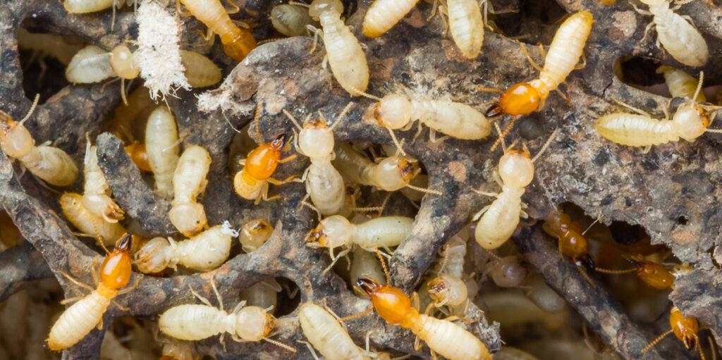 Termites Control Cleveland TX