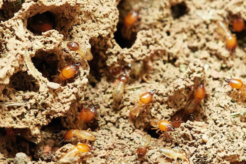 Termites Control Conroe TX