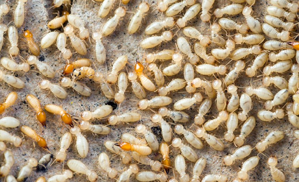 Termites Control Huffman TX