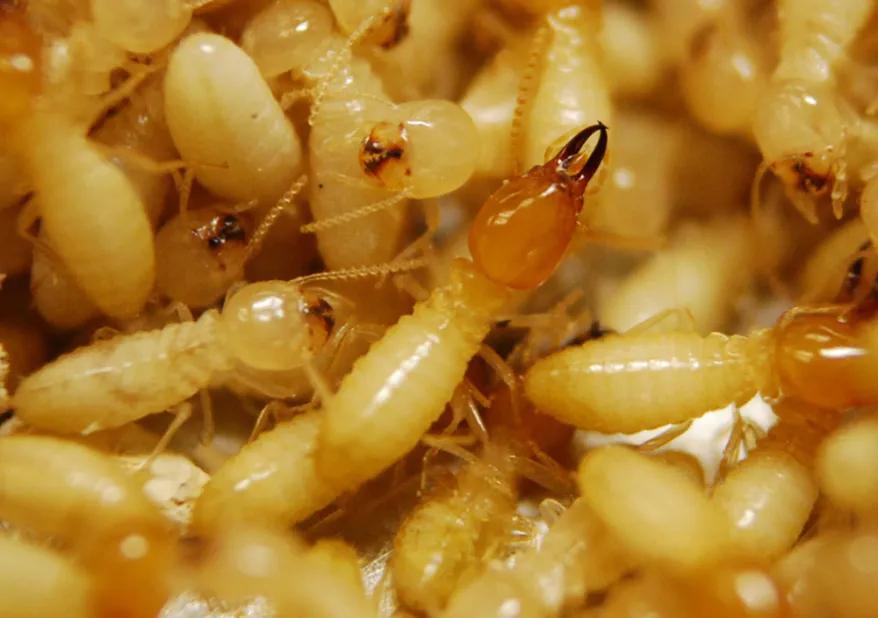 Termites Control Kingwood TX