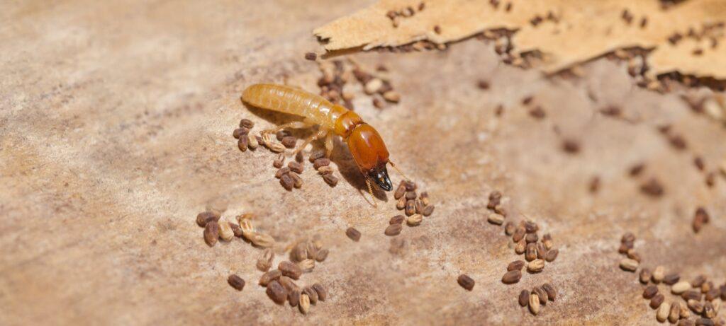 Termites Control Montgomery TX