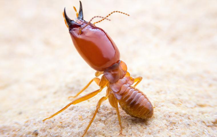 Termites Control New Caney TX