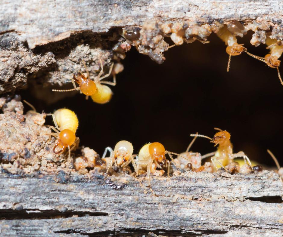 Termites Control Porter TX