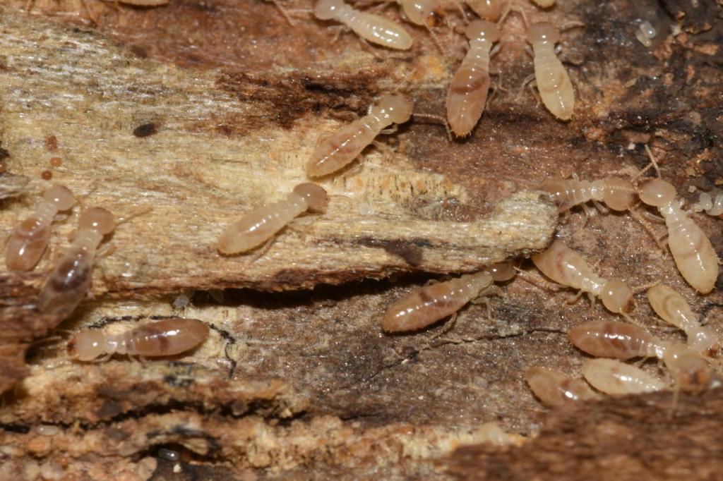Termites Control Splendora TX