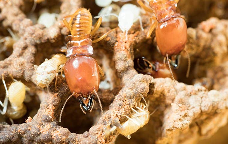 Termites Control Willis TX