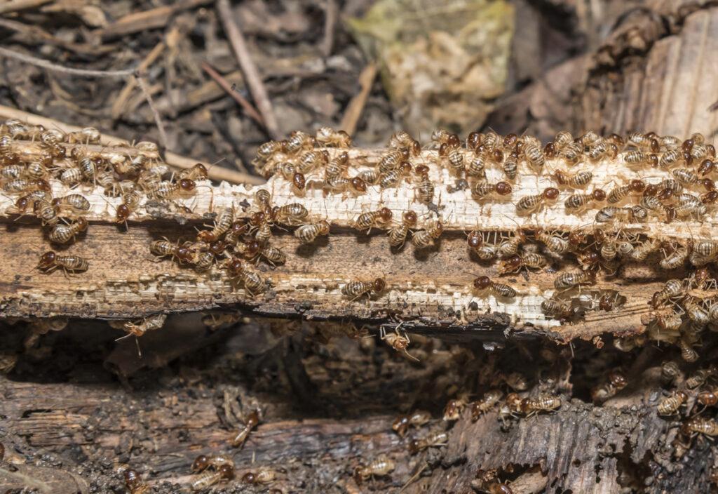 Termites Control livingston TX