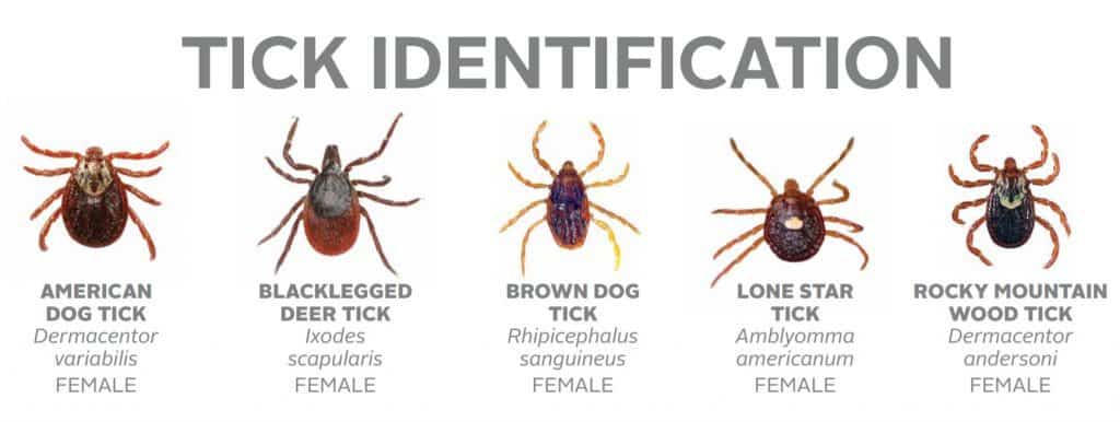 Tick-Identification-1024x386