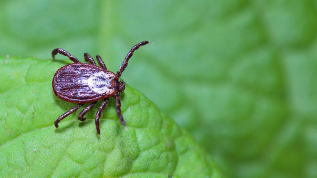 Ticks Control Coldspring TX