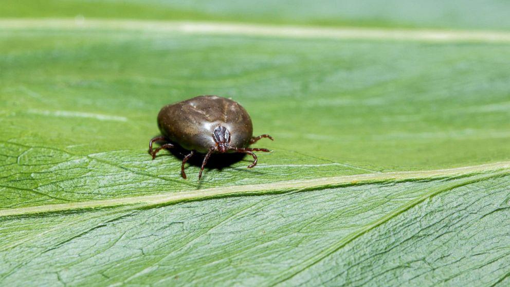 Ticks Control Huffman TX