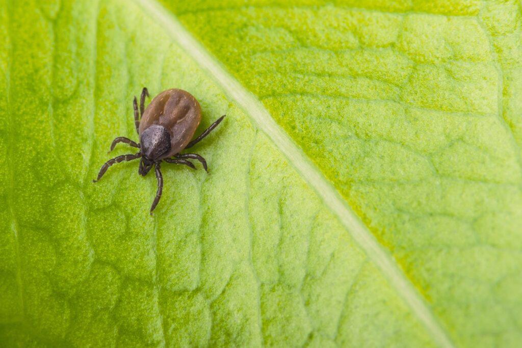 Ticks Control Kingwood TX