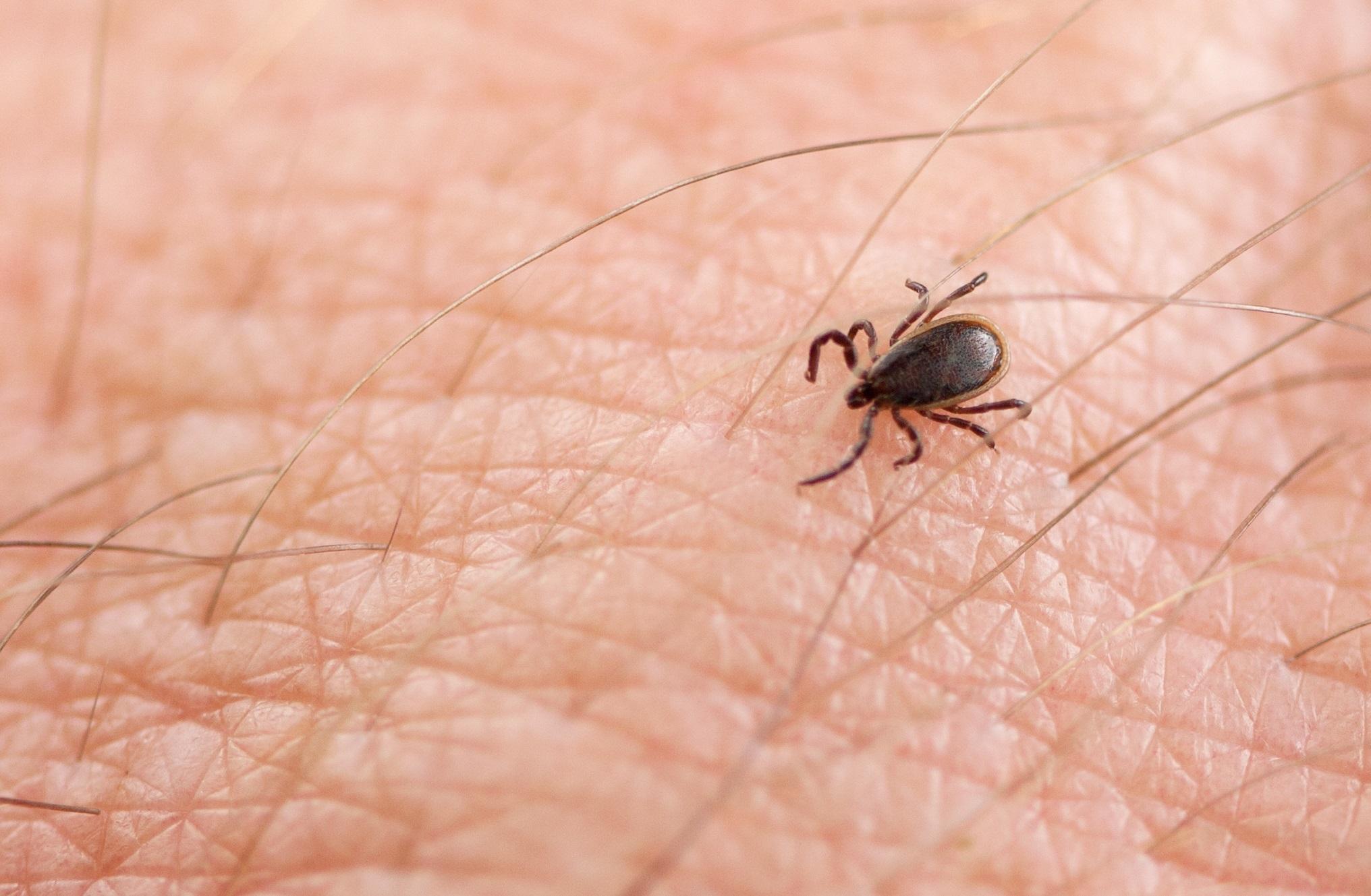 Ticks Control in Livingston TX FullScope Pest Control