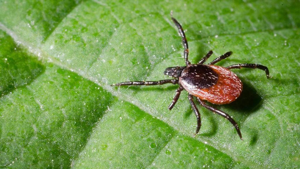 Ticks Control New Caney TX