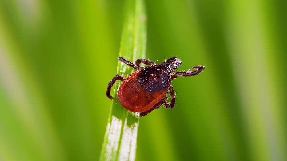 Ticks Control Porter TX