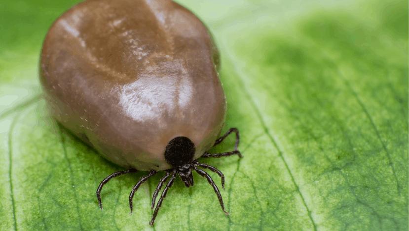 Ticks Control Splendora TX