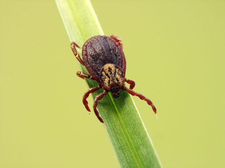 Ticks Control Willis TX