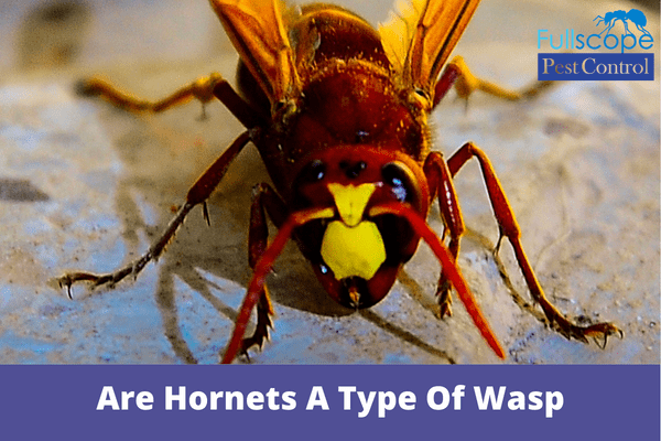 Are Hornets A Type Of Wasp