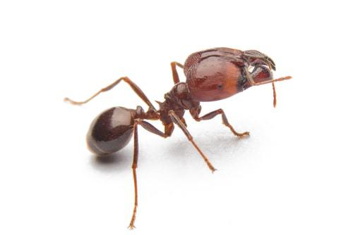 Fire Ant Control