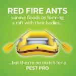 Pest Control