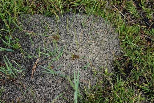 Fire Ant Control