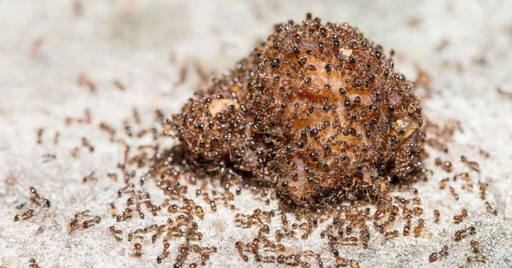 Fire Ant Control