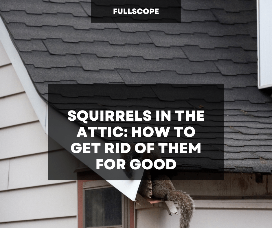 Squirrels in the Attic: How to Get Rid of Them for Good