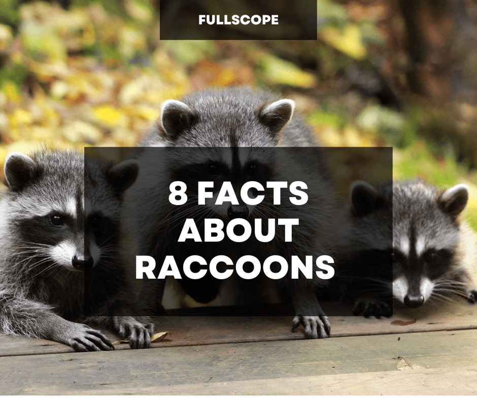 8 Facts About Raccoons in Your Home