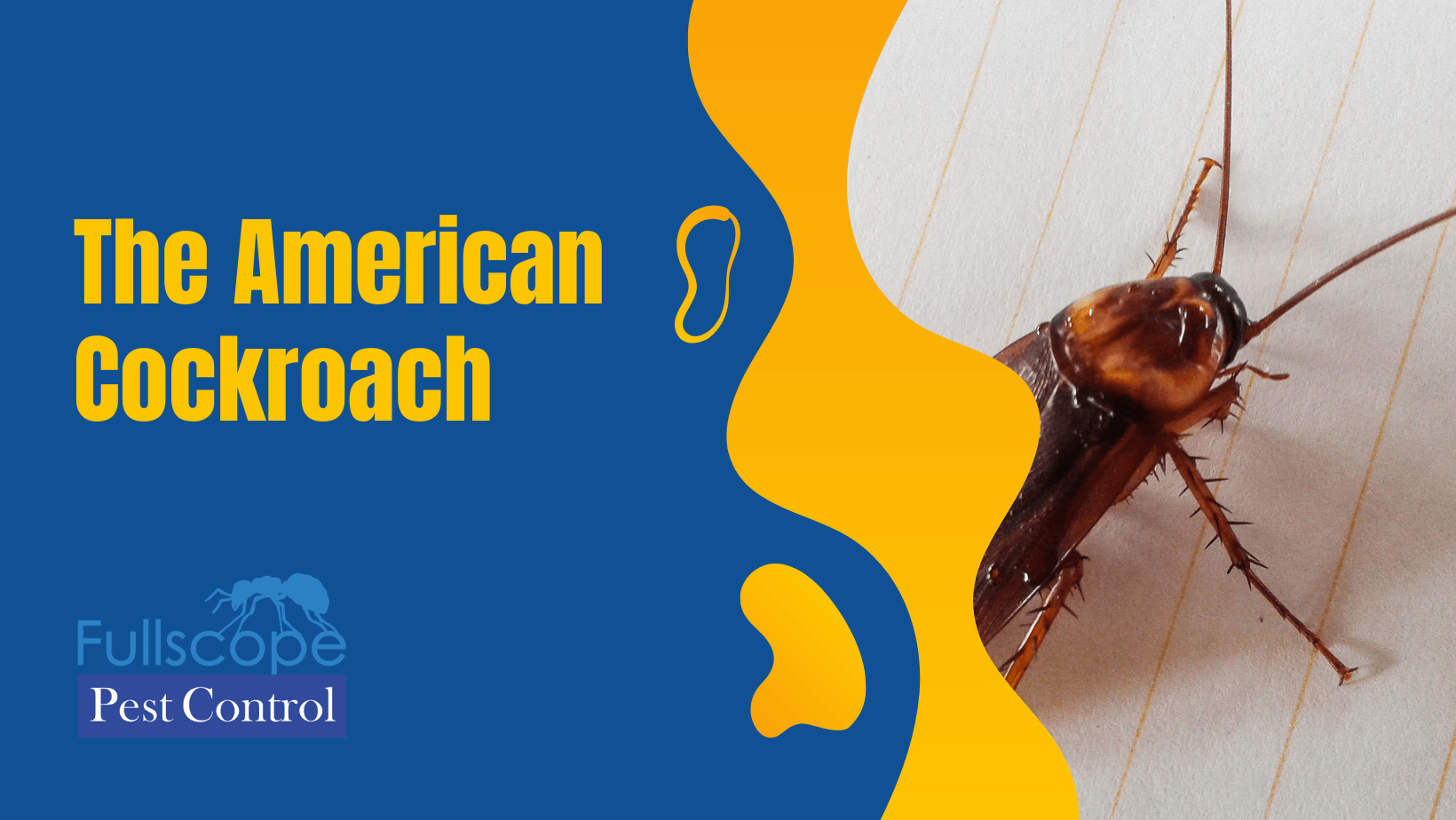 The American Cockroach – An Expert’s Guide