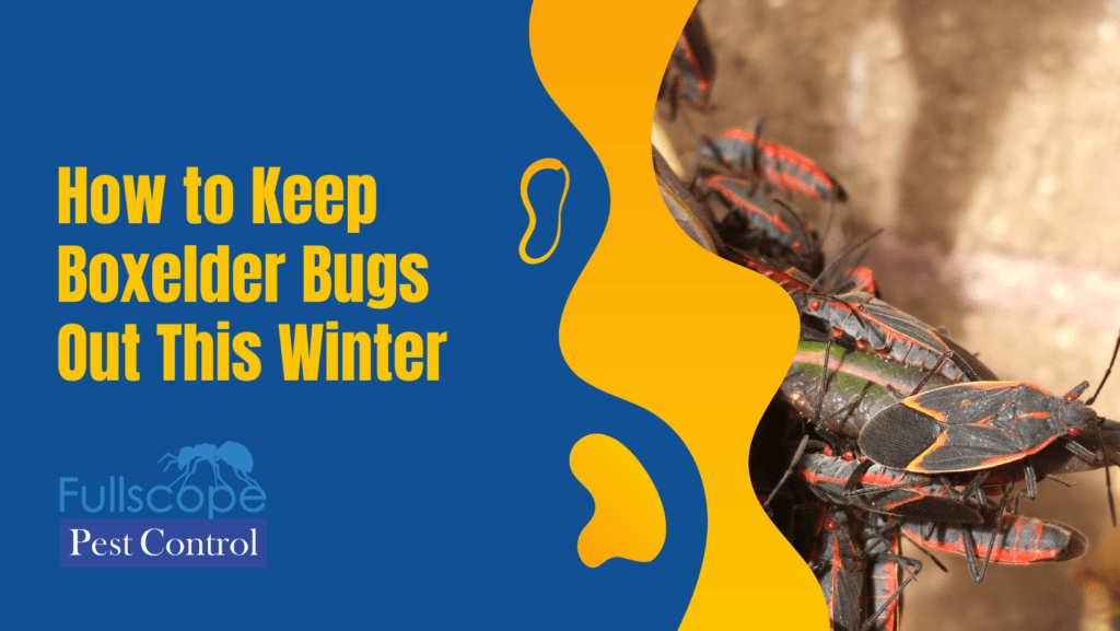 Winter Boxelder Bug Control Keep Them Out of Your Home