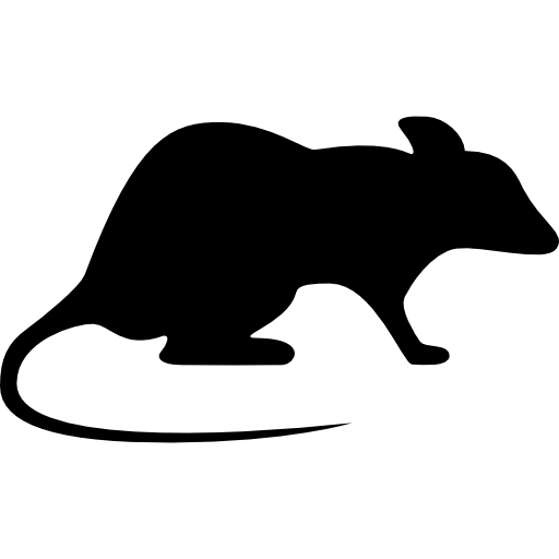 rat-looking-right