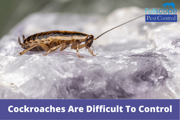 3 Reasons Why Cockroaches Are Difficult To Control | Full Scope Pest Control