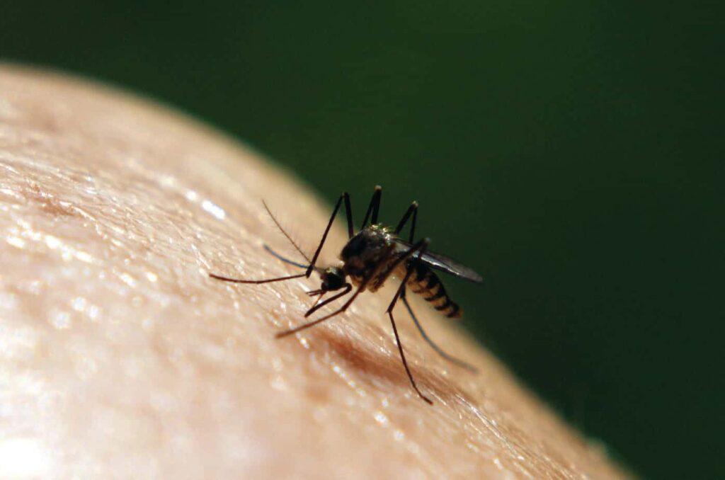 mosquito-on-skin