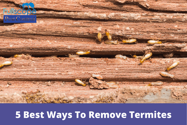 5 Best Ways To Remove Termites | Full Scope Pest Control