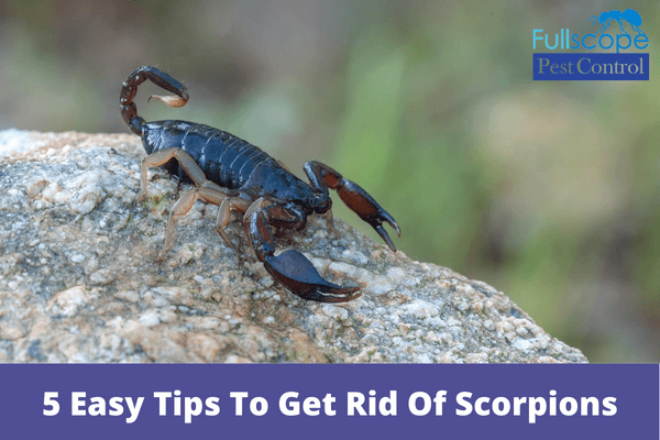 5 Easy Tips To Get Rid Of Scorpions | Full Scope Pest Control