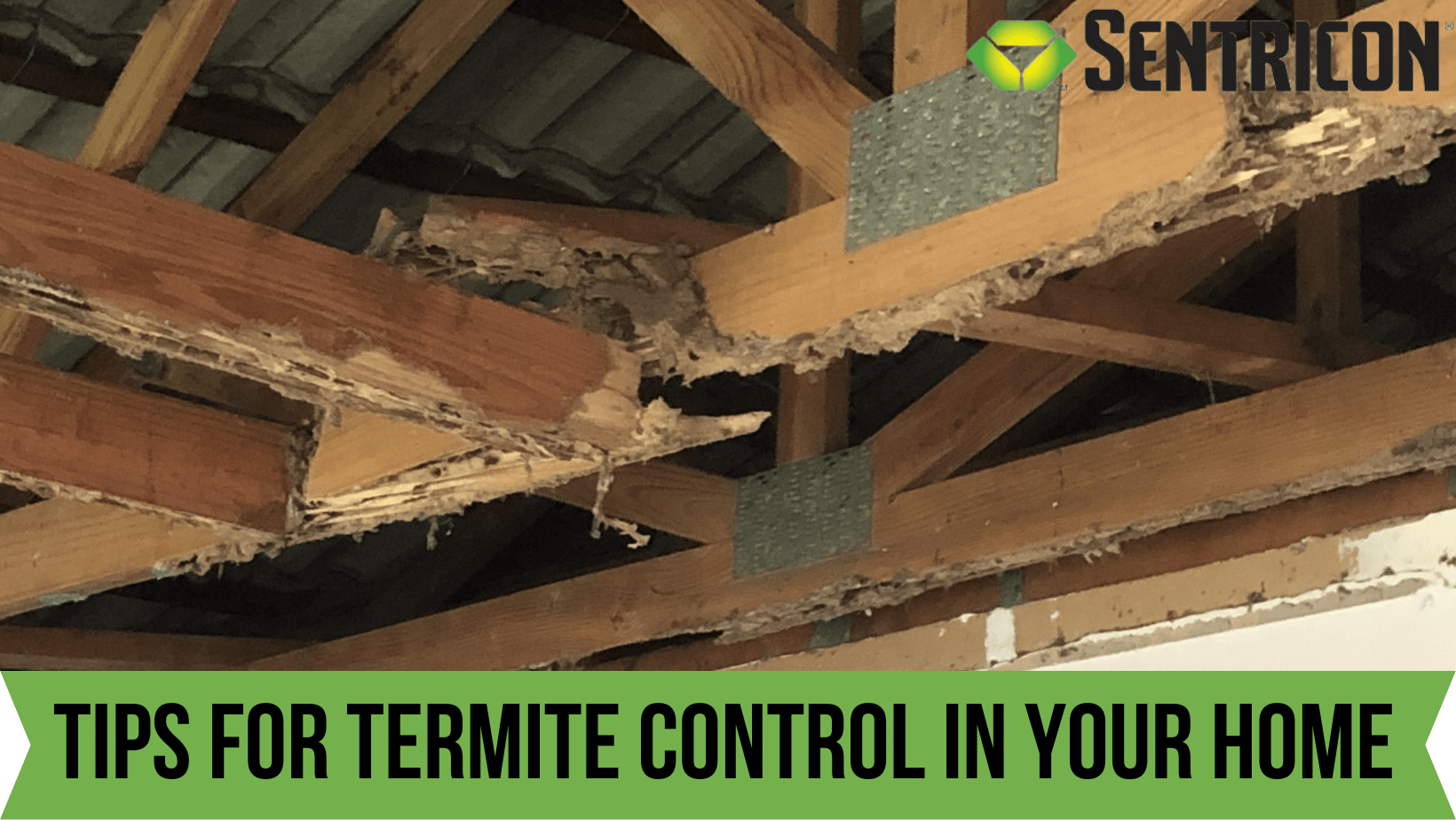 5 Tips for Termite Control in Your Home | Full Scope Pest Control