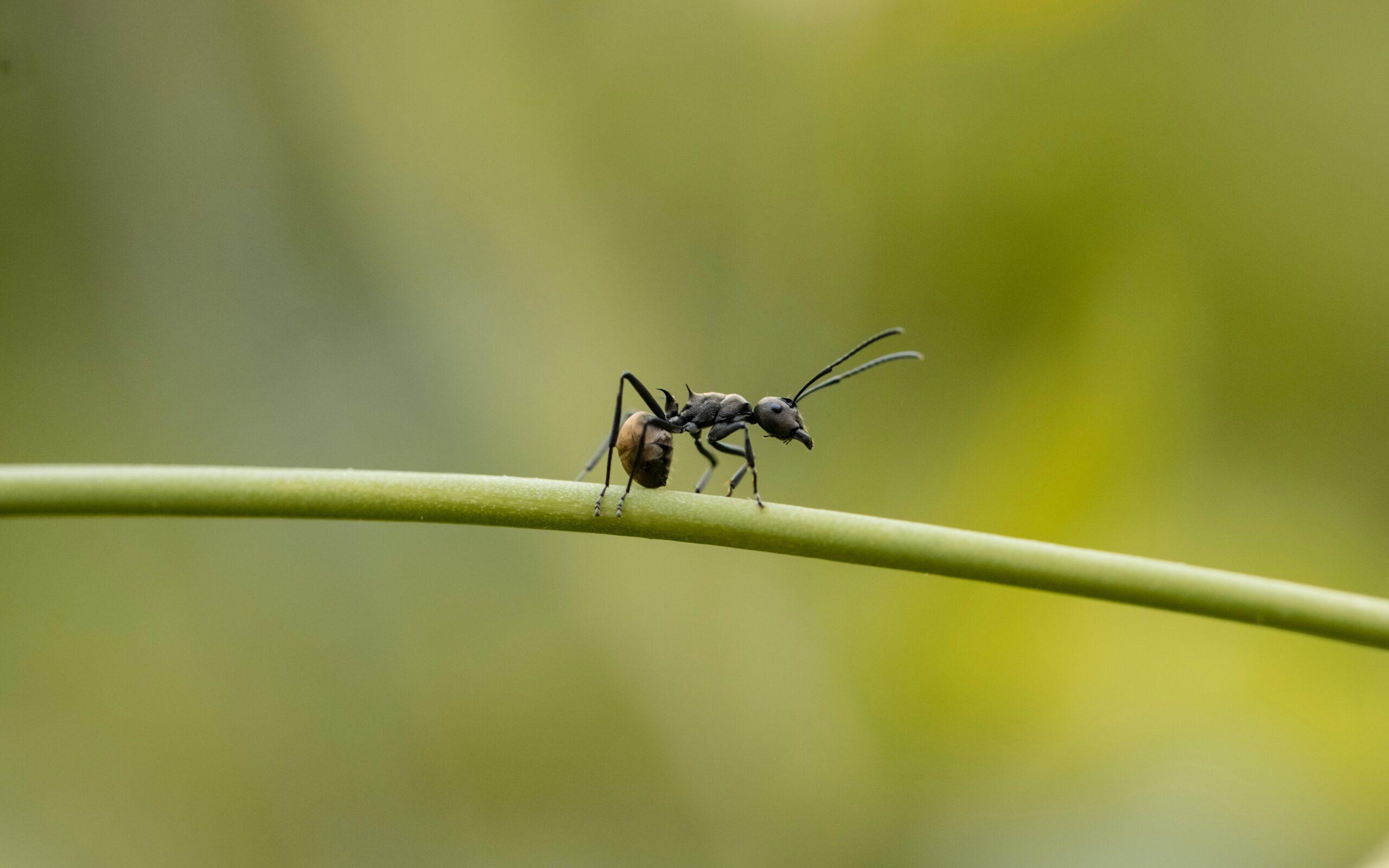 Carpenter Ants Control Cleveland TX | Full Scope Pest Control
