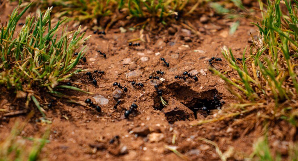 Carpenter Ants Control Livingston TX