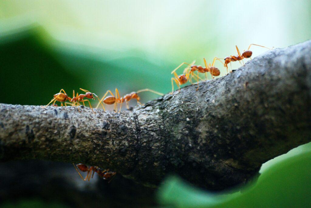 Carpenter Ants Control New Caney TX | Full Scope Pest Control