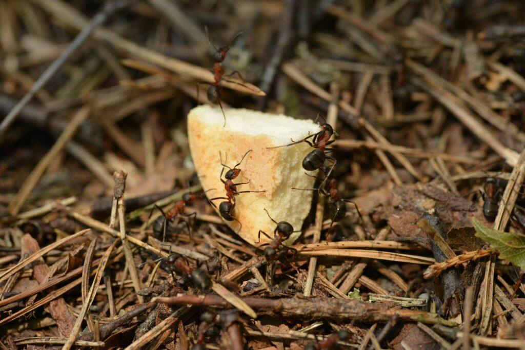 Carpenter Ants Control Willis TX | Full Scope Pest Control