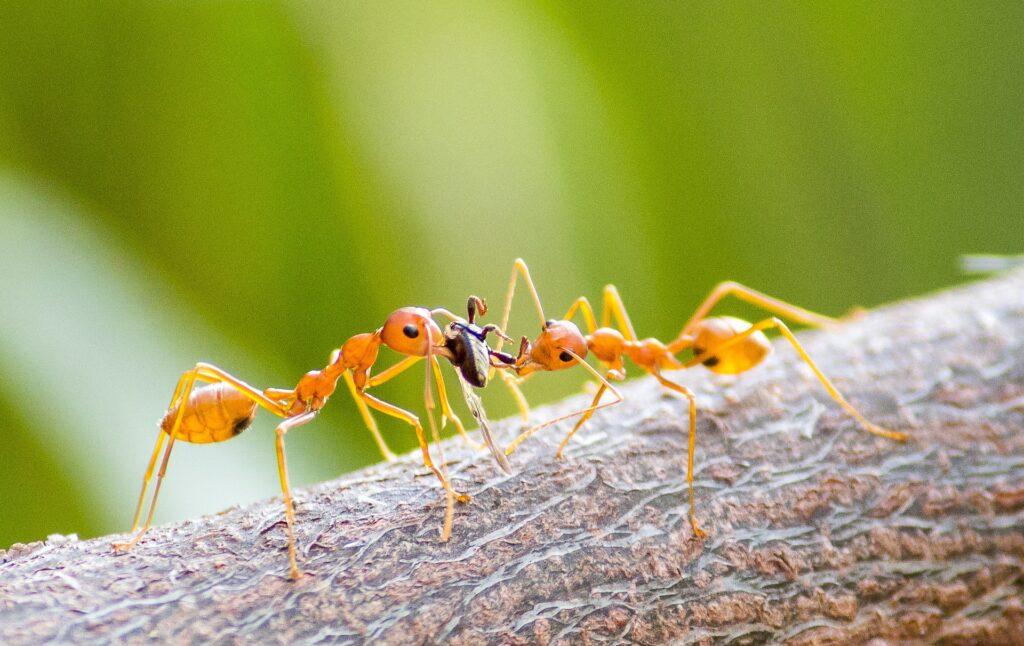 Fire Ant Control Huffman TX | Full Scope Pest Control